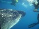 Thumbs/tn_whale shark 3.jpg